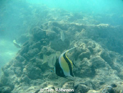 Moorish Idol at Hanauma Bay on Oahu, HI.  This little guy... by Tom Robinson 
